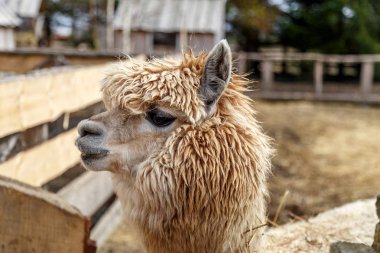 Lama'nın baş