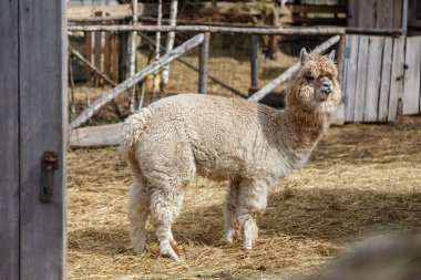 Lama içinde belgili tanımlık kafes
