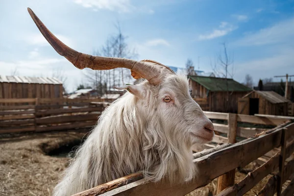 Goat's head — Stock Photo, Image