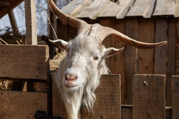 Goat's head — Stockfoto