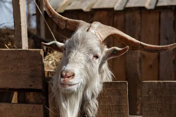 Goat's head — Stock Photo, Image