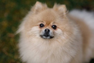 Köpek cinsi Spitz bej rengi