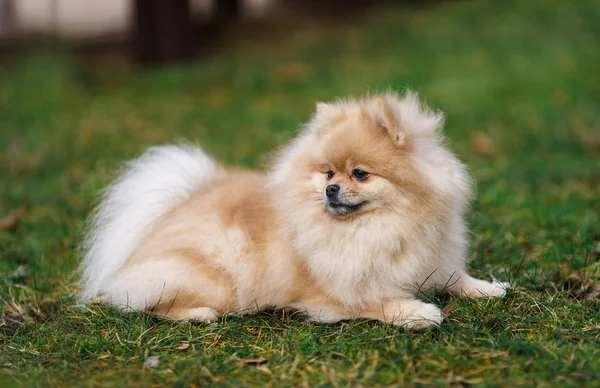 Hund ras Spitz beige färg — Stockfoto