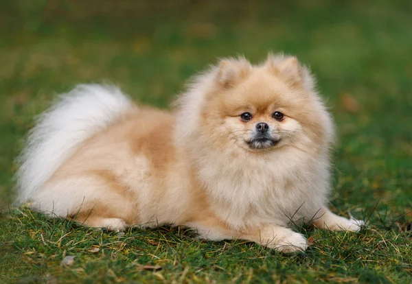 Собака породи Шпіц бежевий колір — стокове фото