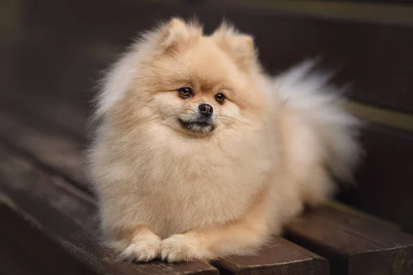 Cream Spitz Dog — стоковое фото