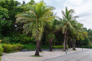 Şehir avlusunda palmiye ağaçları olan bir park