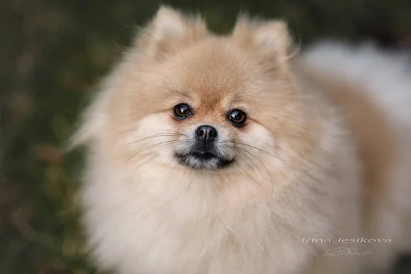 Порода собак Spitz бежевого цвета — стоковое фото