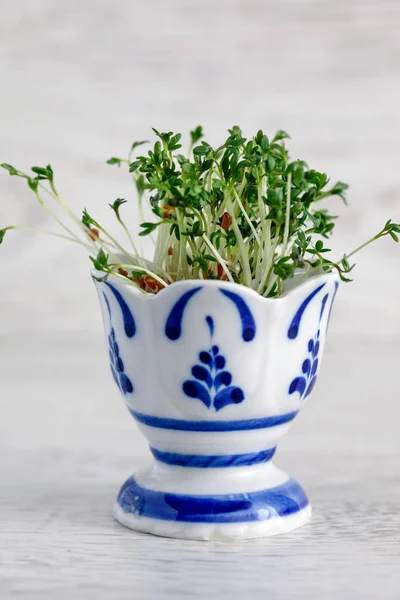 Watercress seed germinated salad — Stockfoto