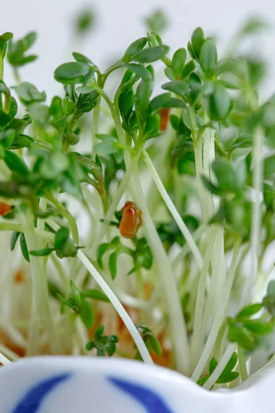 Watercress seed germinated salad — Stockfoto