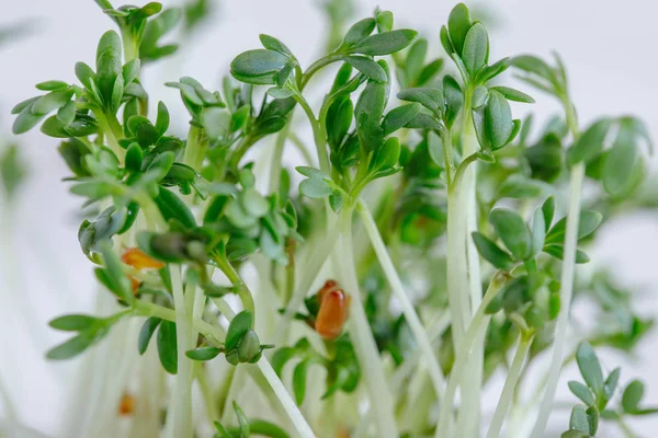Watercress seed germinated salad — Stockfoto
