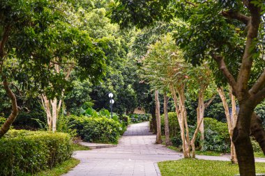 Şehirdeki tropikal parkın manzara sokağı, Shenzhen, Çin, Asya