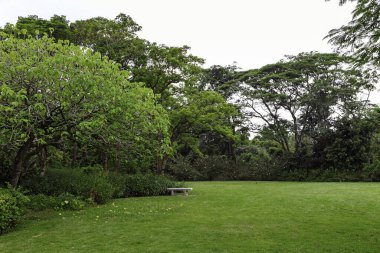 Yazın bulutlu havada parkta yeşil çimen