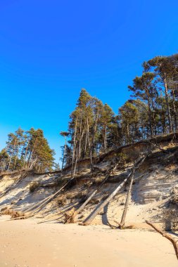 2020 yılındaki şiddetli fırtınadan sonra Baltık kumlu kıyıları. Yıkılmış kıyılar, devrilmiş ağaçlar. Batı Letonya 'da Baltık Denizi' nin dik ve kumlu kıyıları.