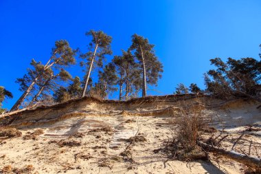 2020 yılındaki şiddetli fırtınadan sonra Baltık kumlu kıyıları. Yıkılmış kıyılar, devrilmiş ağaçlar. Batı Letonya 'da Baltık Denizi' nin dik ve kumlu kıyıları.