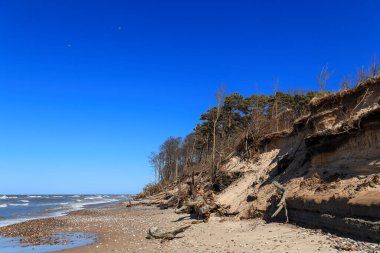 Güneşli bir günde devrilmiş ağaçlarla fırtınadan sonra Baltık kıyıları