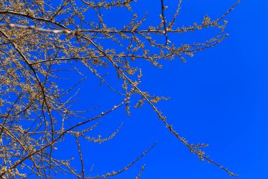 Dalları patlamamış kirazlı erik çiçekleriyle mavi gökyüzüne karşı
