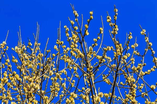 Квітуча Жовта Верба Тлі Блакитного Неба Символ Великодня — стокове фото