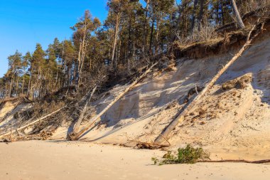 2020 yılındaki şiddetli fırtınadan sonra Baltık kumlu kıyıları. Yıkılmış kıyılar, devrilmiş ağaçlar. Batı Letonya 'da Baltık Denizi' nin dik ve kumlu kıyıları.