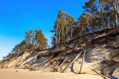 2020 yılındaki şiddetli fırtınadan sonra Baltık kumlu kıyıları. Yıkılmış kıyılar, devrilmiş ağaçlar. Batı Letonya 'da Baltık Denizi' nin dik ve kumlu kıyıları.