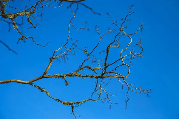 Branch Old Tree Foliage Blue Sky — Stock Photo, Image