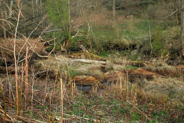 Vento Floresta Uma Ravina Contra Fundo Uma Corrente Tempo Primavera — Fotografia de Stock