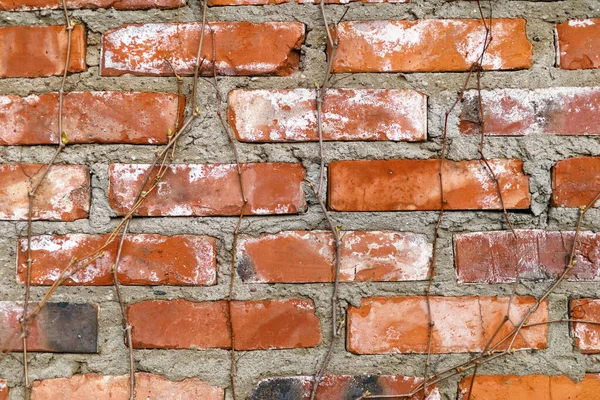 Fragment Ceglanego Muru Czerwone Ceglane Tło Bluszczowymi Gałęziami Pączkami — Zdjęcie stockowe