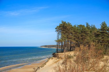 Letonya 'da Baltık Denizi kıyısında. Çam ve bulutlu kum tepeleri. Tipik Baltık plaj manzarası.