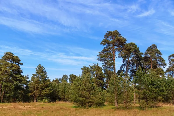 Gün batımında bir çam ormanının kenarında açık bir günde