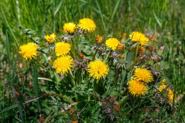 Çimlerin arasındaki doğal ortamda karahindibalar. Sarı bahar çiçeği