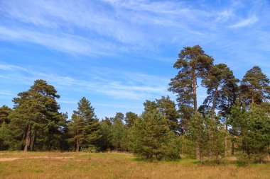 Gün batımında bir çam ormanının kenarında açık bir günde
