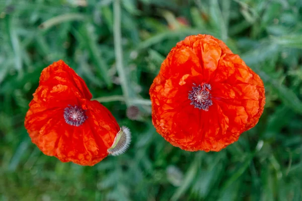 Rode Papaver Bloemen Een Bloembed Close Decoratieve Kwaliteit — Stockfoto