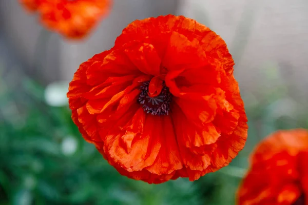 Czerwony Mak Kwiaty Klombie Zbliżenie Dekoracyjny Gatunek — Zdjęcie stockowe