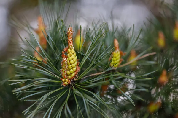 Blooming Pine Buds Close Natural Environment — Stock Photo, Image