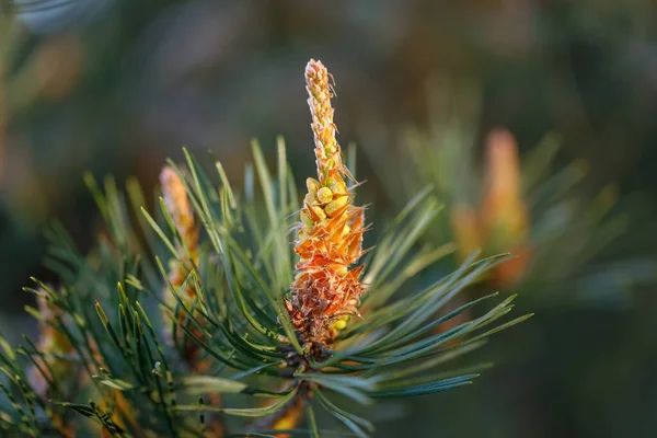 Boccioli Pino Fiore Primo Piano Ambiente Naturale — Foto Stock