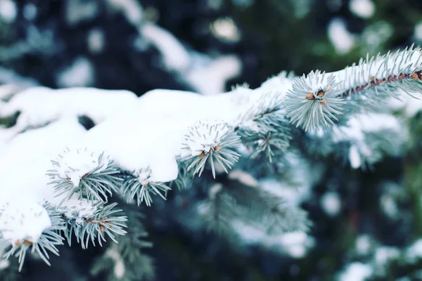 Rama cubierta de nieve de pino —  Fotos de Stock