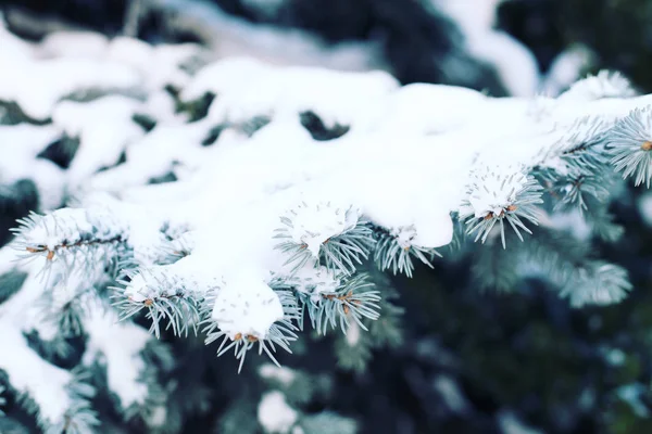 Rama cubierta de nieve de pino —  Fotos de Stock