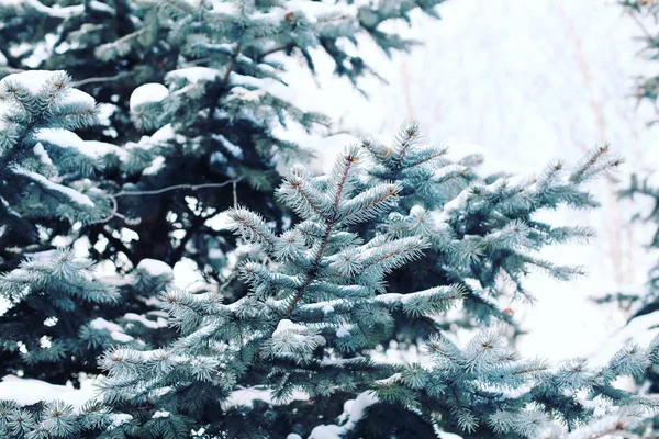 Belos pinheiros cobertos de neve — Fotografia de Stock