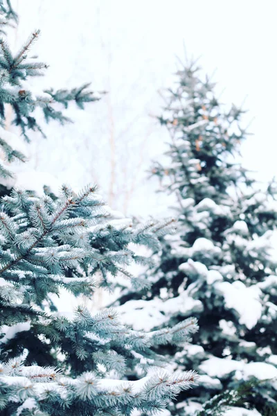Hermosos pinos cubiertos de nieve —  Fotos de Stock