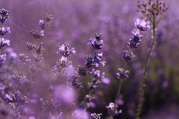Lawenda kwiaty kwitnące. Tło pola fioletowe kwiaty. Kwiaty lawendy przetargu. — Zdjęcie stockowe