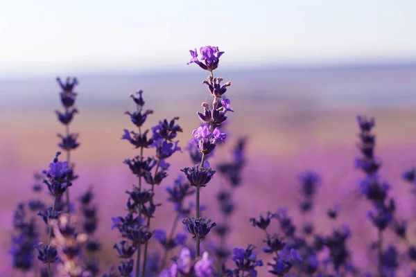 Flores de lavanda florescendo. Campo roxo flores fundo. Flores de lavanda macia . — Fotografia de Stock