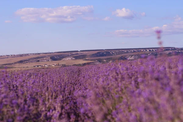 Flores de lavanda florescendo. Campo roxo flores fundo. Flores de lavanda macia . — Fotografia de Stock