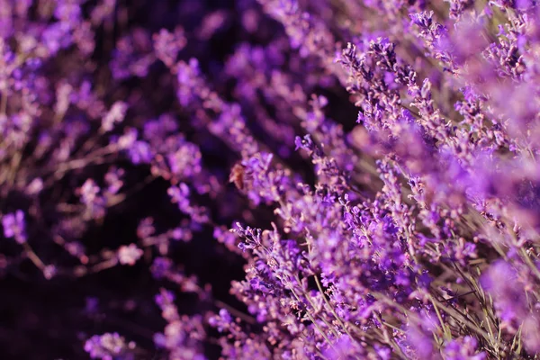 Lavender λουλούδια ανθίζουν. Με φόντο μωβ πεδίο λουλούδια. Άνθη λεβάντας διαγωνισμού. — Φωτογραφία Αρχείου