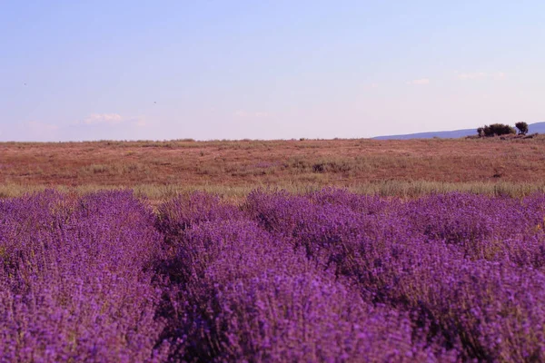 Lavender flowers blooming. Purple field flowers background. Tender lavender flowers. — Stock Photo, Image