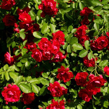 güzel kırmızı gül çiçekler ile bush