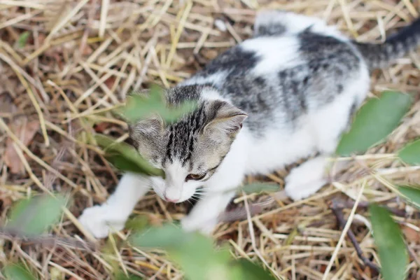 Lindo pequeño gato acostado en paja — Foto de Stock