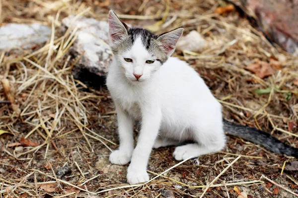 Carino piccolo gatto seduto su paglia — Foto Stock