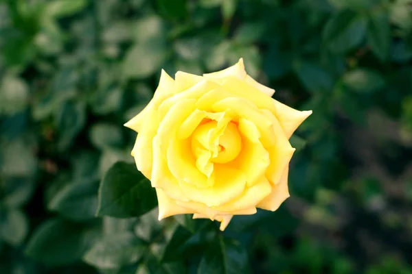 Schöne gelbe Rose Blume — Stockfoto