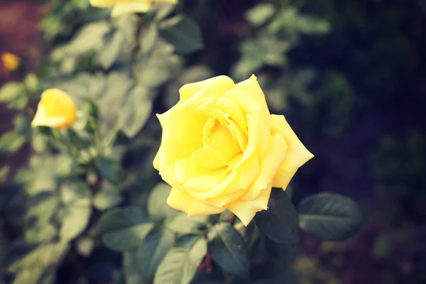 Krásná žlutá růže květiny — Stock fotografie