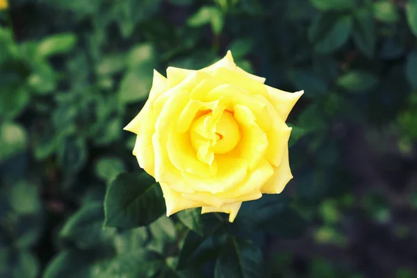Όμορφο κίτρινο τριαντάφυλλο λουλούδι — Φωτογραφία Αρχείου
