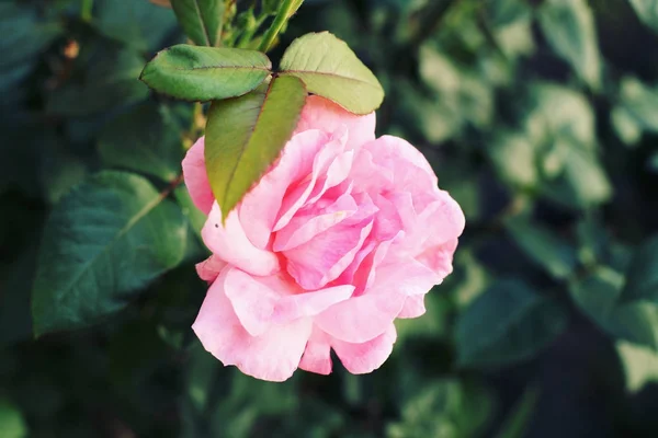 Schöne rosa Rose Blume — Stockfoto